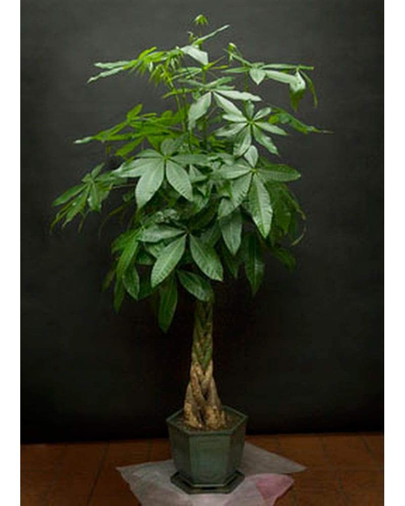 Money Tree in Bronx NY - Michael's Florist