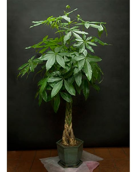 where can i buy monstera deliciosa Monstera Deliciosa main image 1