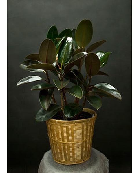 scientific name for spider plant Spider Plant Reverse - 6