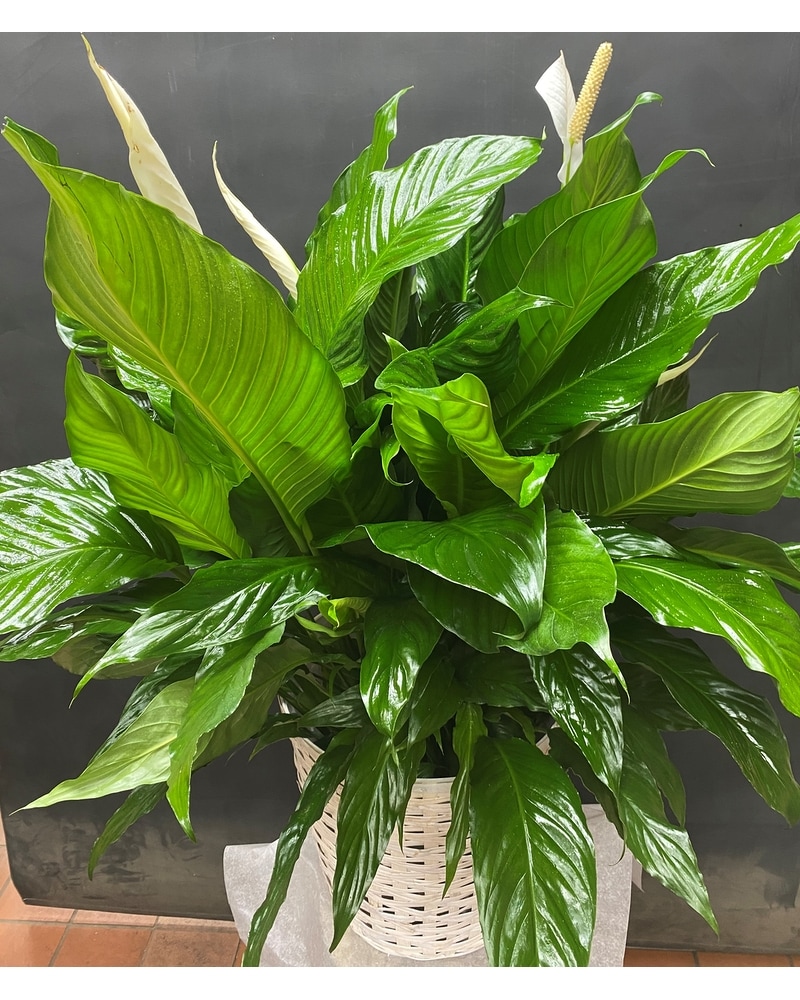 Sympathy Plants in Bronx, NY | Michael's Florist