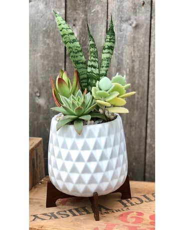 Modern Mood Succulent Garden Custom product