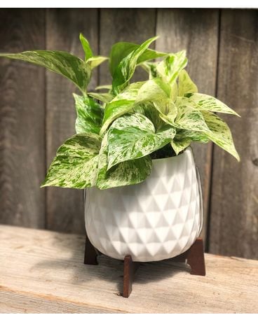 Lush Leaves Pothos Plant Custom product