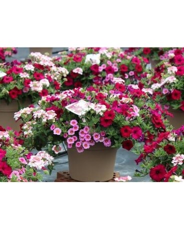 Seasonal Patio Pot with Bow Plant