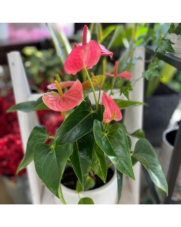 Anthurium Plant Plant