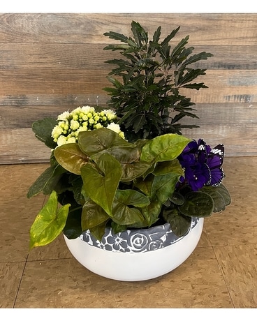 Designer's Choice Mixed Planter Plant