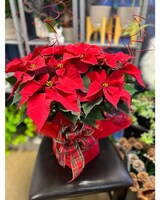6" Red Poinsettia size,  inches height and  inches wide.