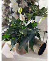 6" Peace Lily size,  inches height and  inches wide.