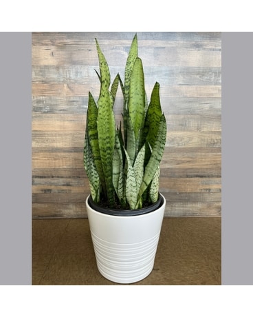 SANSEVIERIA PLANT Large 10