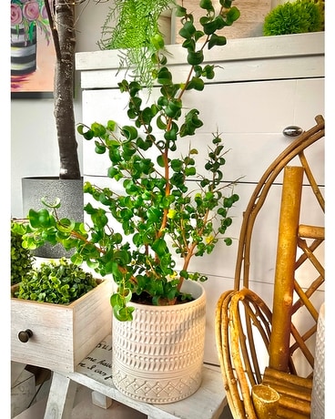 Curly Weeping Fig Plant