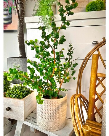 Curly Weeping Fig Plant