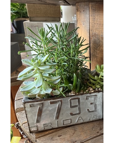 Succulent Garden Plant