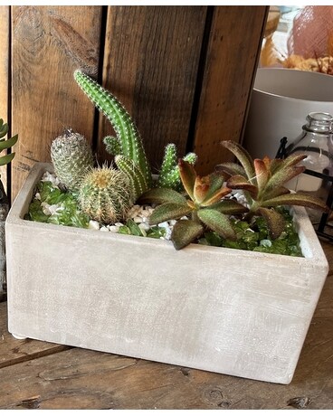 Cactus Garden Oasis Plant