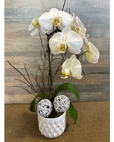 Orchid Single Stem Plant