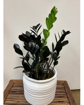 Black ZZ Plant Plant