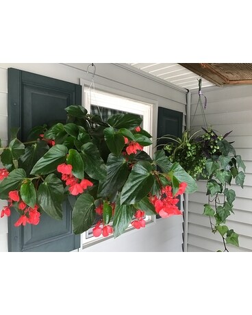 Hanging Annual Basket --Shade