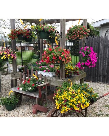 Hanging Annual Basket Plant