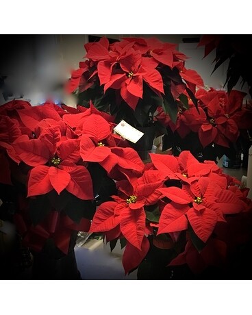 Poinsettia Plant Plant
