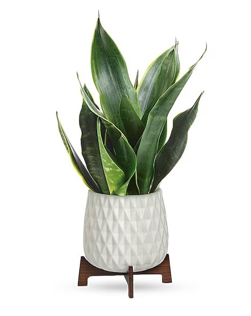 strelitzia big Giant Bird of Paradise main image 0