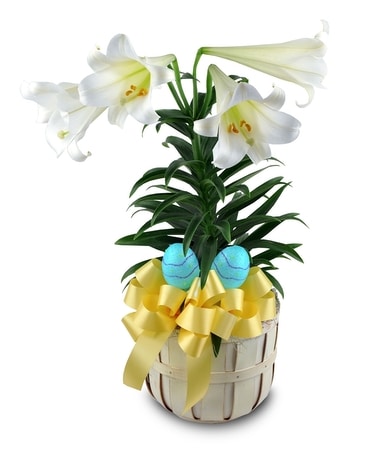 Blooming Easter Lily Flower Arrangement