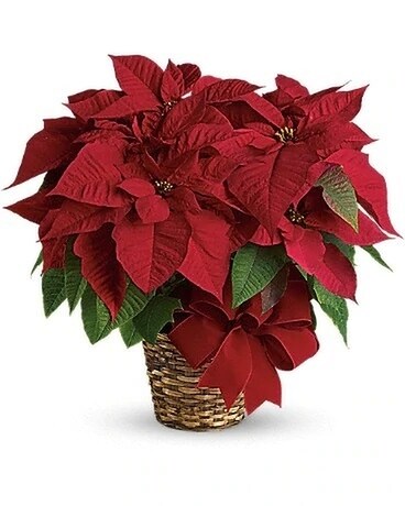 Donato's Red Poinsettia Flower Arrangement
