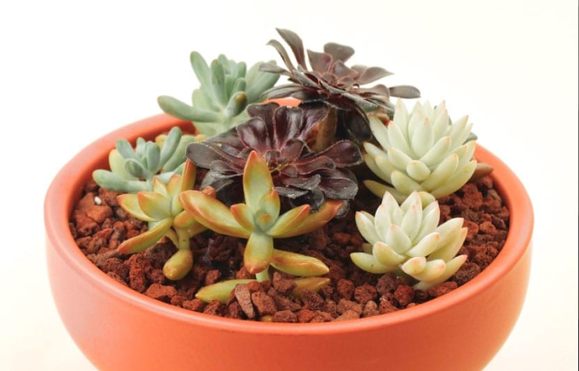 House Plants