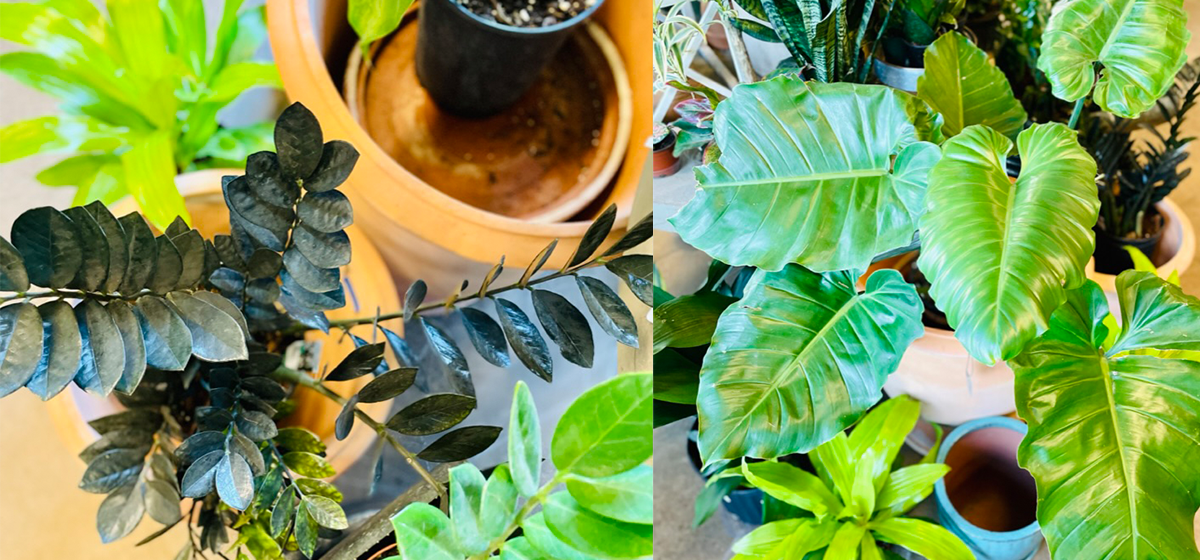 green plants