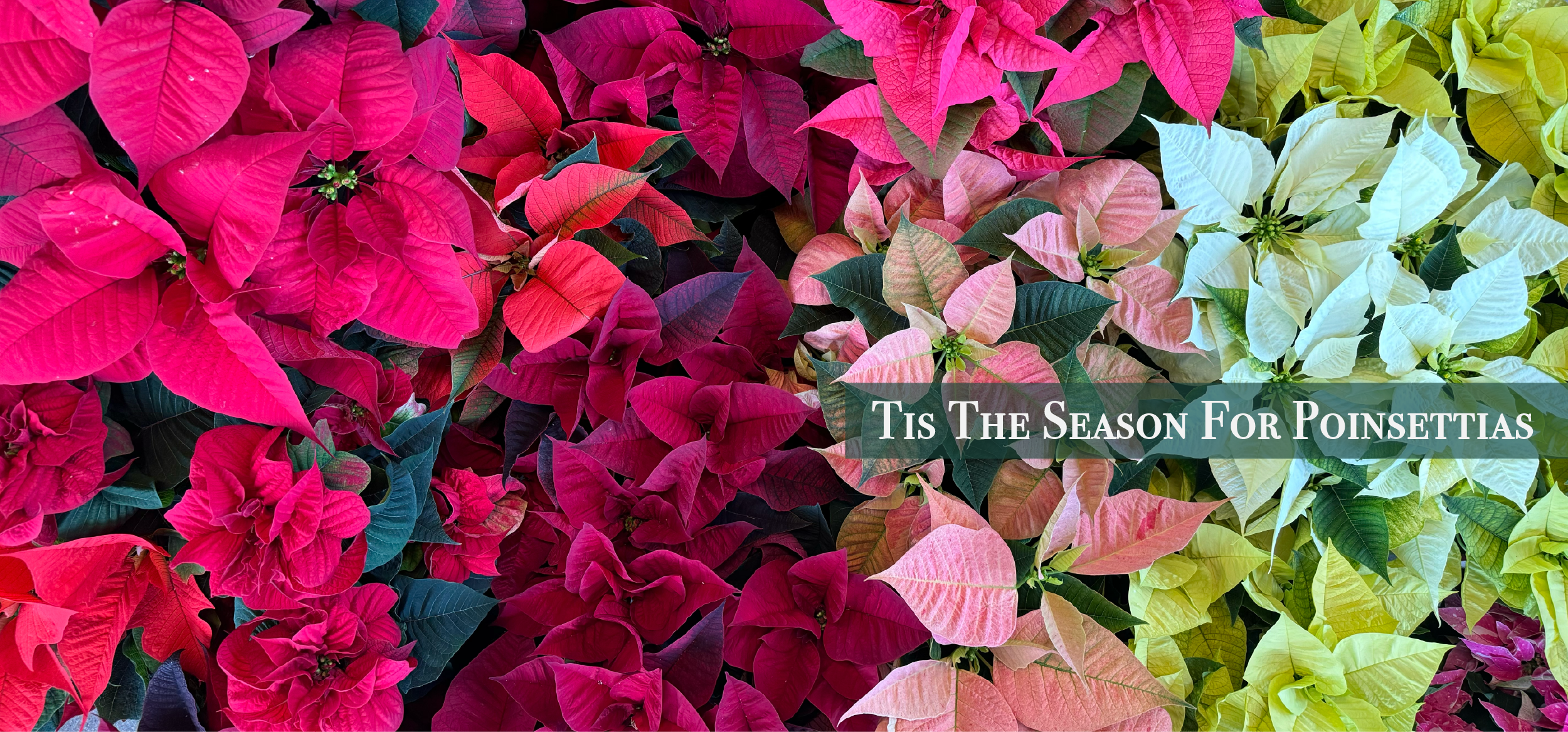 Flower Delivery to Boulder by Sturtz & Copeland Florist & Greenhouses