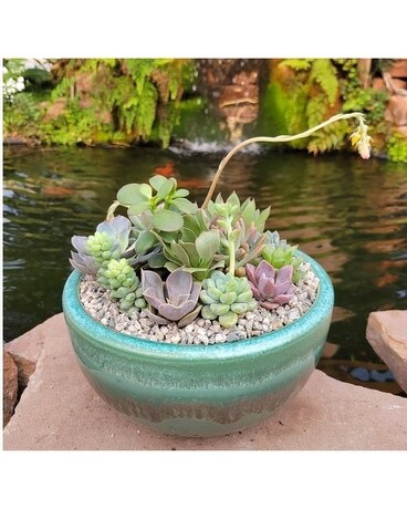 Desert Oasis Plant