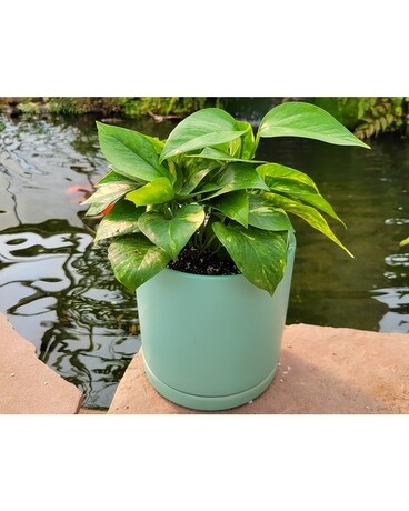 Perfect Pothos Plant