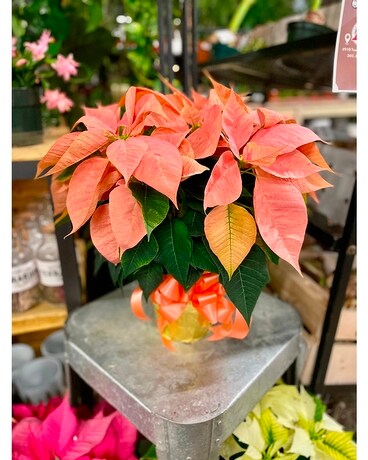 Peachy Keen Poinsettia Plant
