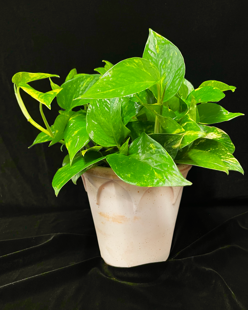 Perfect Pothos Plant