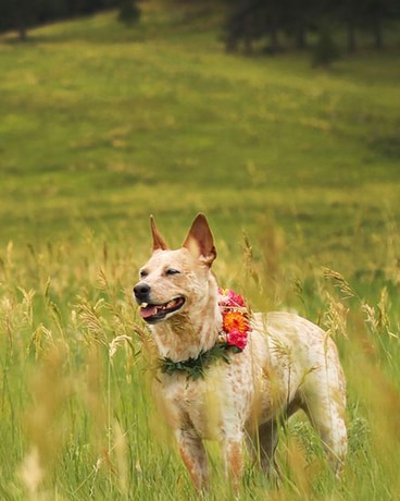 Dog Collar Wedding Arrangement