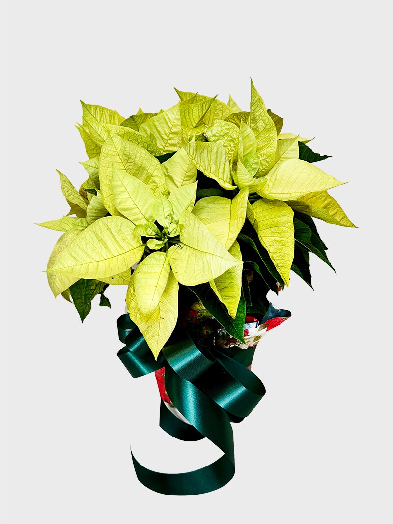 Blooming Green Poinsettia Plant