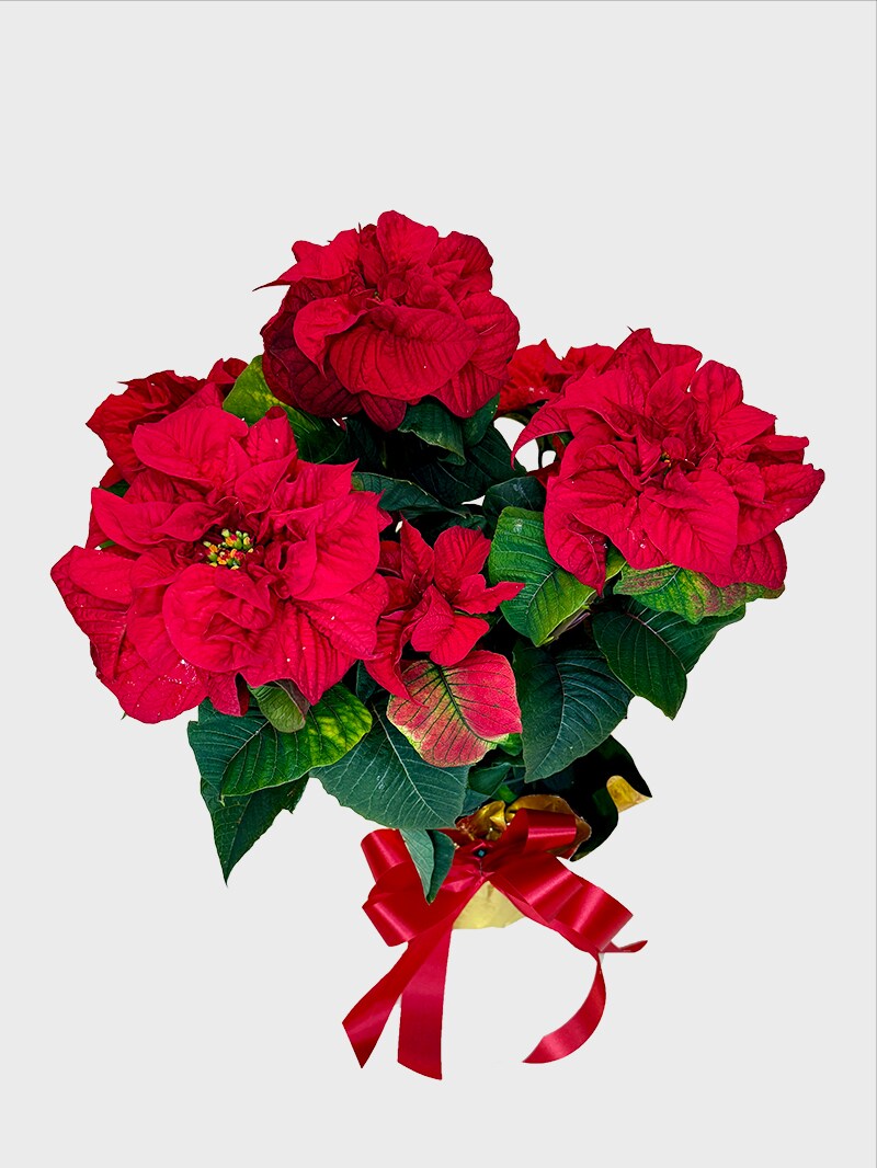 Blooming Red Rose Poinsettia Plant