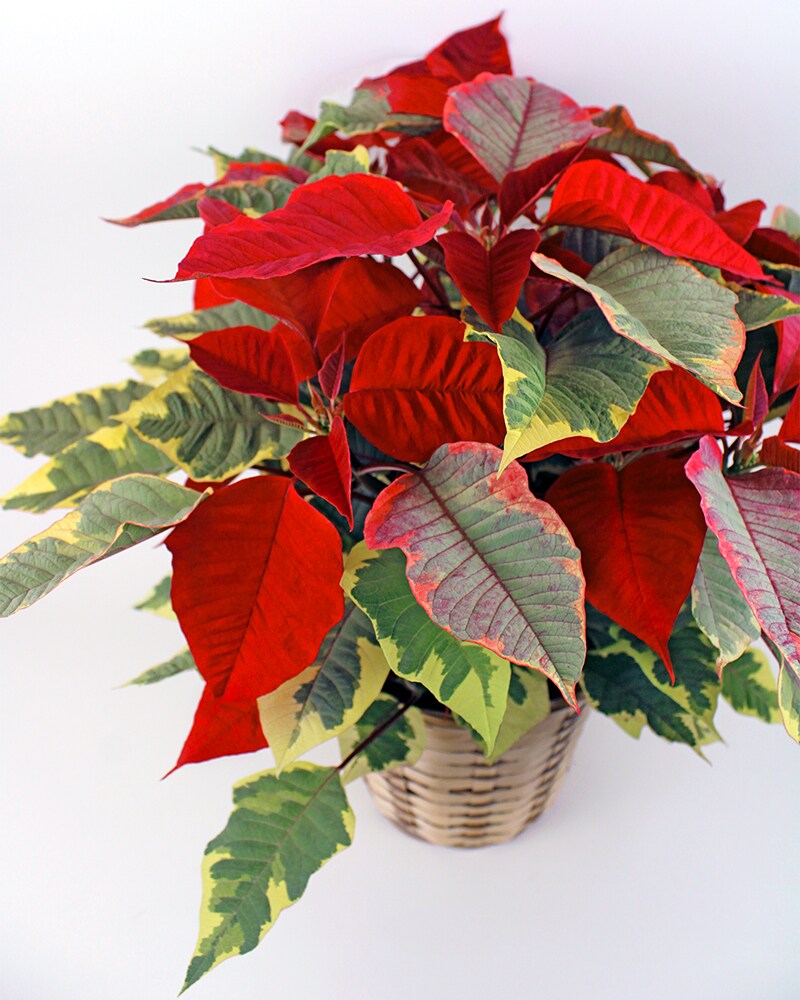 Blooming Tortoise Poinsettia Plant