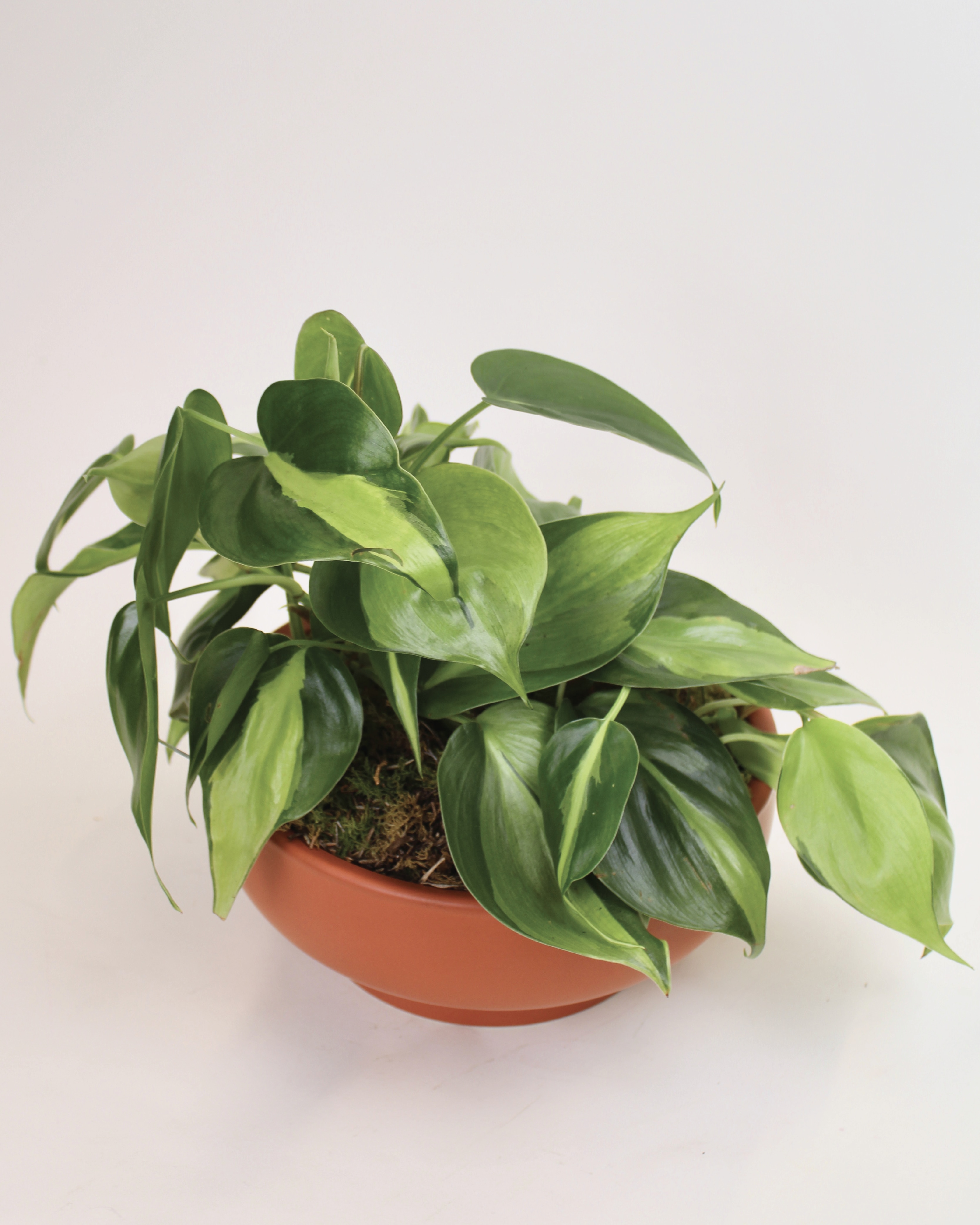 Brasil Philodendron