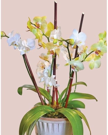 Plants Delivery Boulder CO - Sturtz & Copeland