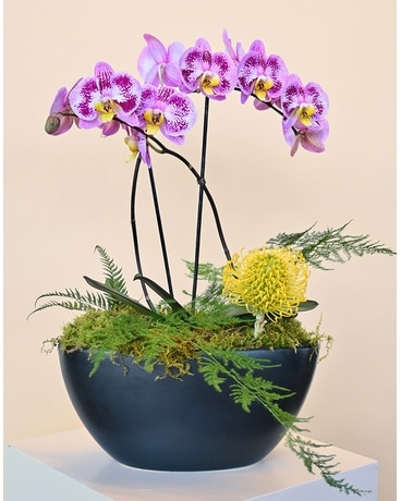 Blooming Plants Delivery Boulder CO - Sturtz & Copeland