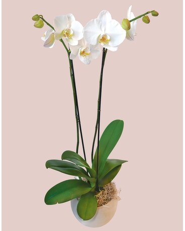 Plants Delivery Boulder CO - Sturtz & Copeland