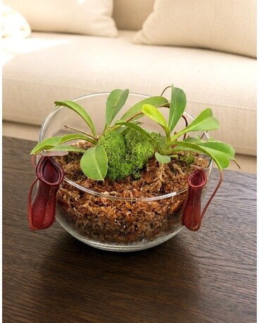 Nepenthes Garden in Boulder CO - Sturtz & Copeland