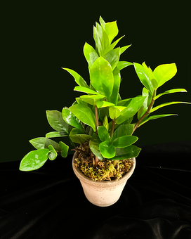 The Gem of Zanzibar Plant