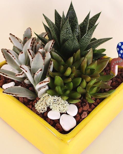 Spiky Succulent Garden in Boulder CO - Sturtz & Copeland
