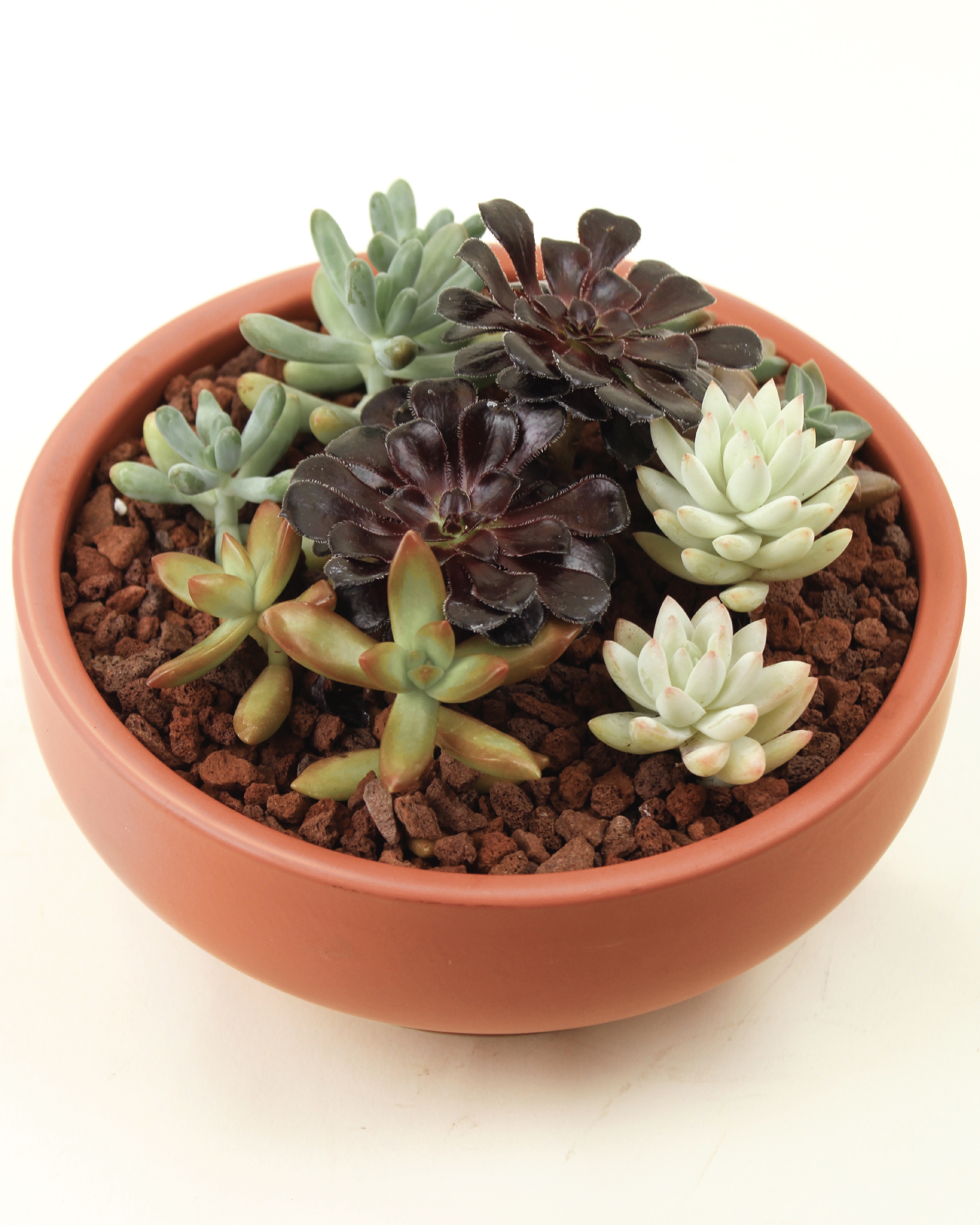 Fall Succulent Garden in Boulder CO - Sturtz & Copeland