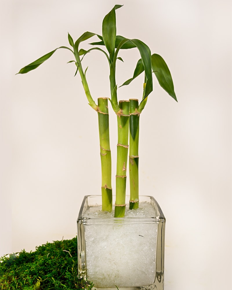 Pure Light Bamboo in Boulder CO - Sturtz & Copeland