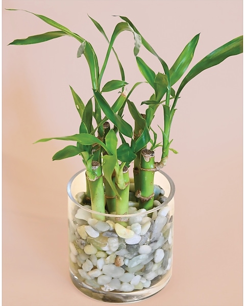 indoor plant stands Indoor Vertical Plant Stand main image 0