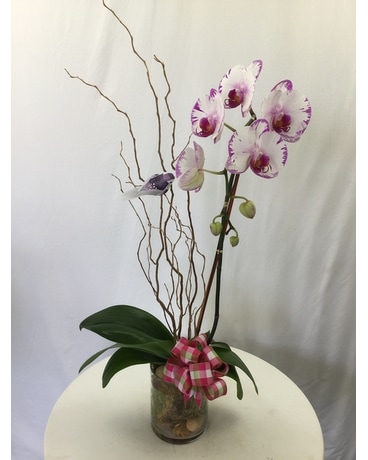 Elegant Orchid Plant