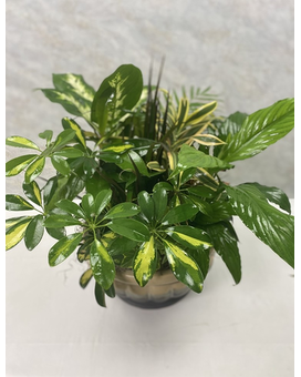 Beautiful Dish Garden Dish Garden Plant