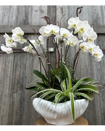 Premium Orchid Planter Flower Arrangement