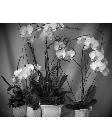 Custom Orchid Planters Plant