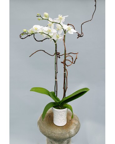 Double White Spiked Orchid Done in Simple Ceramic Flower Arrangement